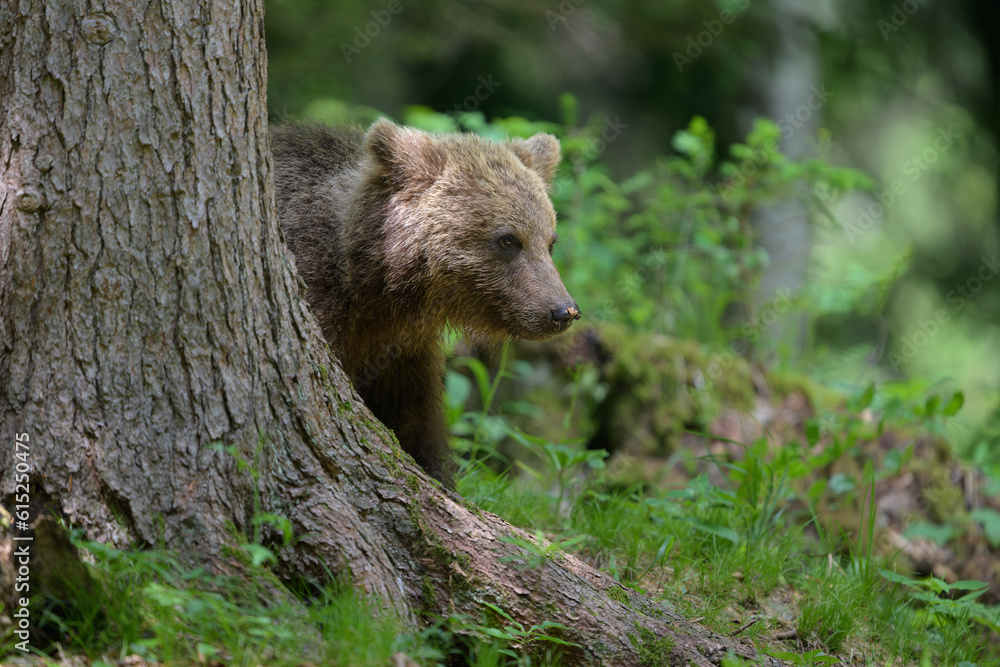 Naklejka premium European brown bear (Ursus arctos) in forest