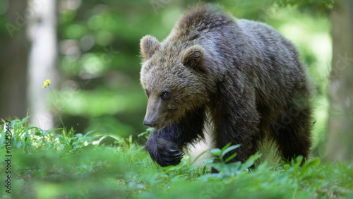 European brown bear (Ursus arctos) in forest