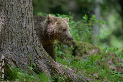 European brown bear (Ursus arctos) in forest