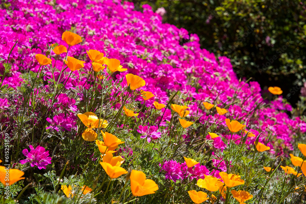 field of colorful flowers field of colorful flowers