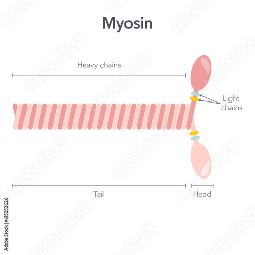 Myosin molecule scientific vector illustration diagram