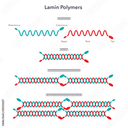 Lamin polymer science vector illustration infographic