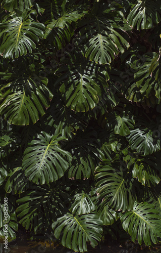 Fototapeta Naklejka Na Ścianę i Meble -  Monstera plant in tropical forest, botanical garden
