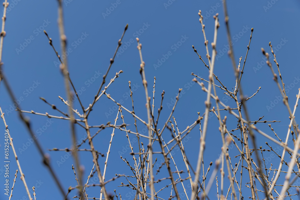 catalpa bignoniform tree in sunny weather in early spring catalpa bignoniform tree in sunny weather in early spring