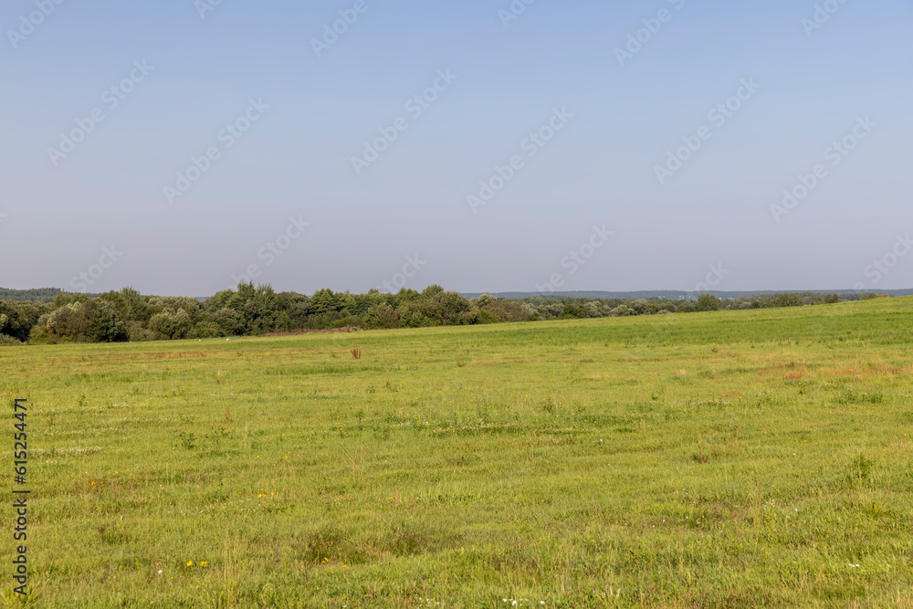 field with grass for harvesting fodder for cows field with grass for harvesting fodder for cows