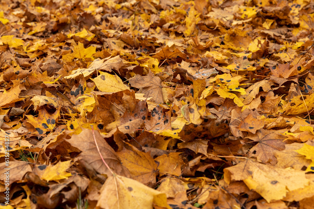 Orange maple foliage lies on the ground Orange maple foliage lies on the ground