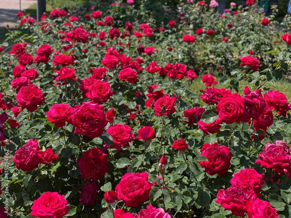 Red Garden Roses 