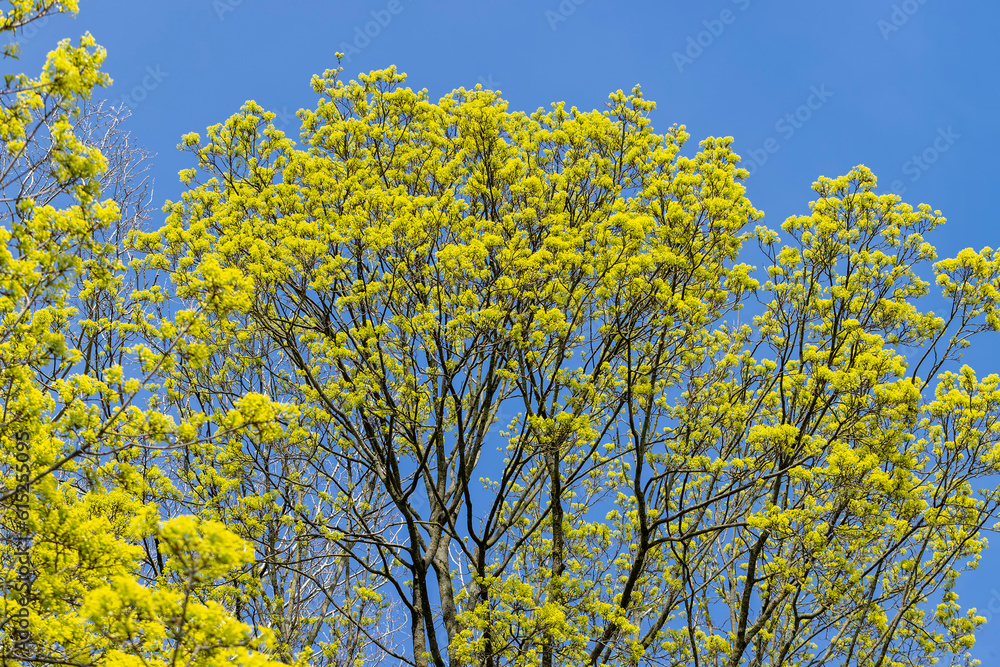 long maple flowers in the spring season, beautiful maple long maple flowers in the spring season, beautiful maple