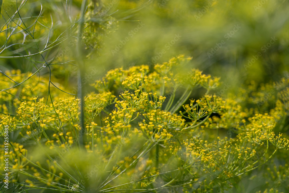Obraz premium Growing green dill in the field, growing green dill for use as spices