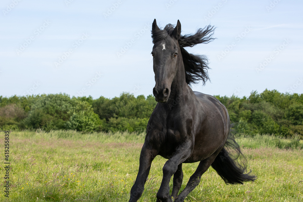 Friese Friese