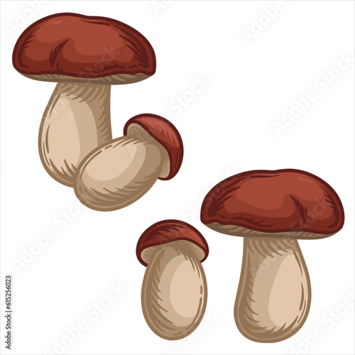 Mushroom boletus. Vector illustration of boletus in cartoon style.