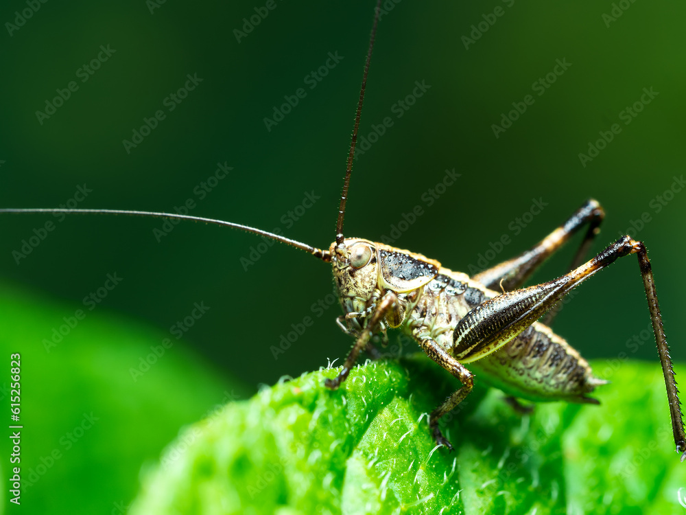 Langosta Langosta