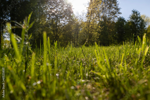 green grass is illuminated by sunlight in spring weather