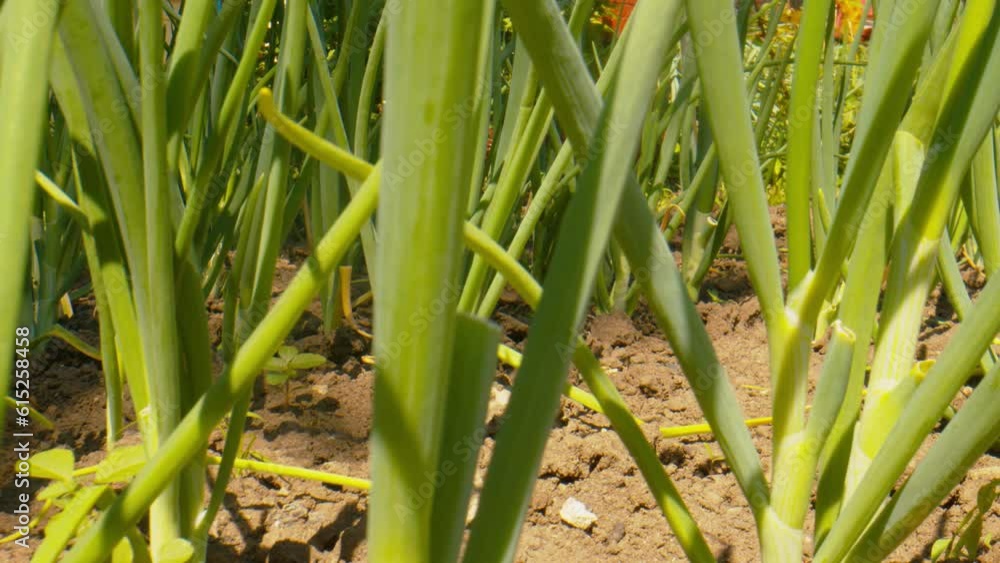 Onions growing in the vegetable garden. Close-up of green onions. Onions growing in the vegetable garden. Close-up of green onions.
