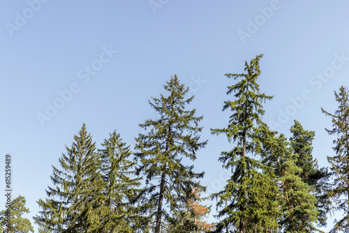 tall trees in the summer