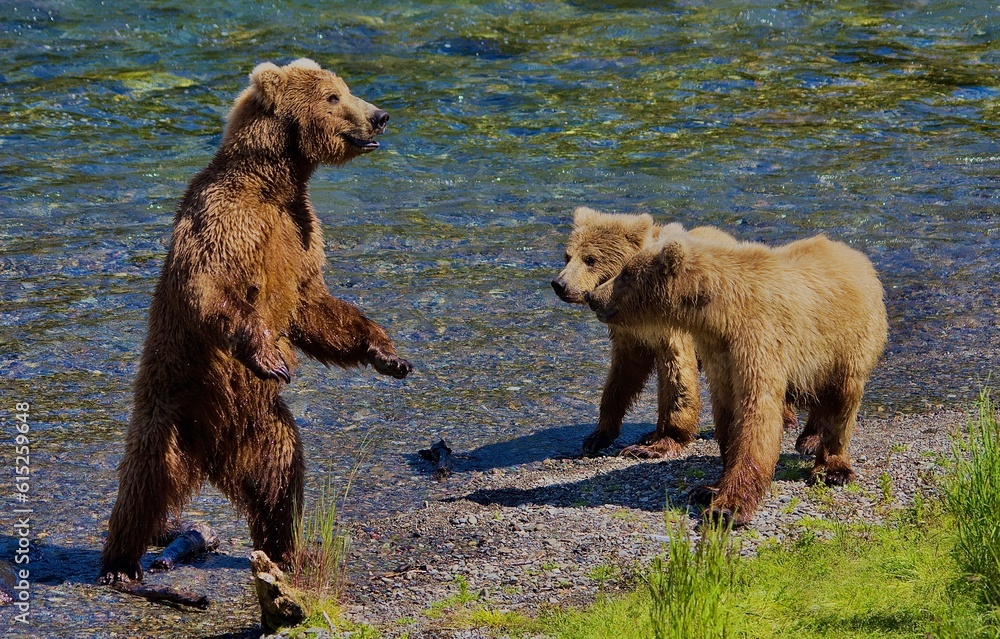 Fototapeta premium Alaskan Brown Bears Lake Clark Alaska.