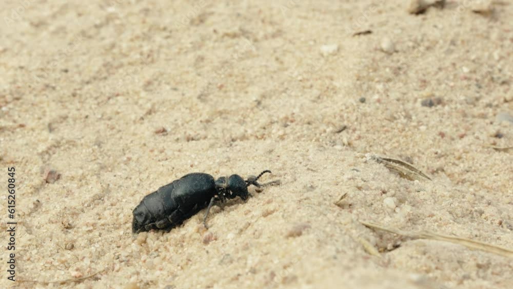 European Oil Beetle Meloe proscarabaeus Runs and Explores the Summer Forest, macro shot European Oil Beetle Meloe proscarabaeus Runs and Explores the Summer Forest, macro shot