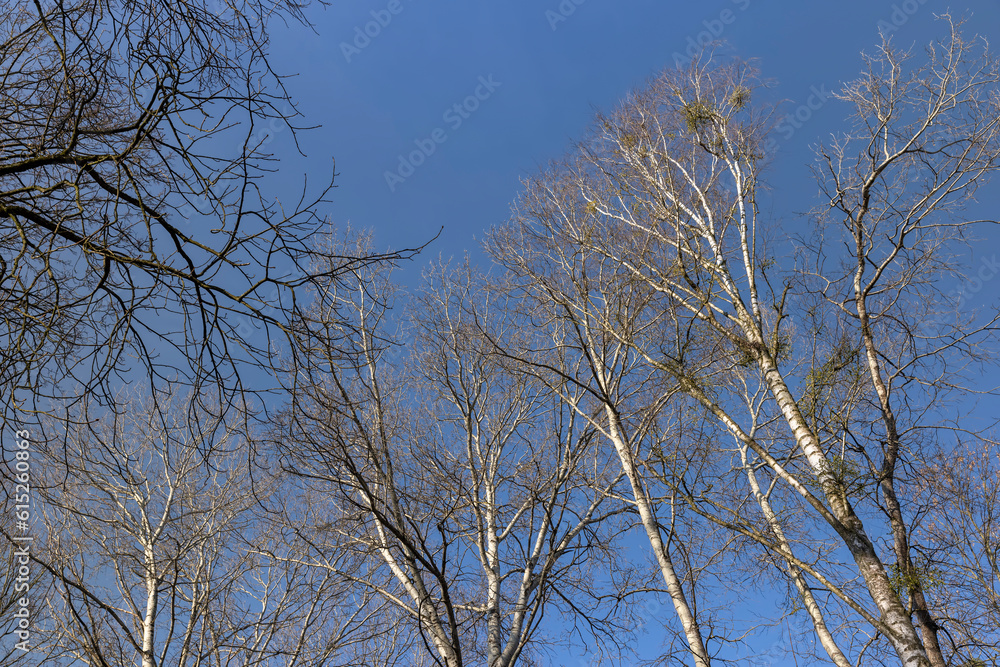 birch tree without foliage in the spring season birch tree without foliage in the spring season