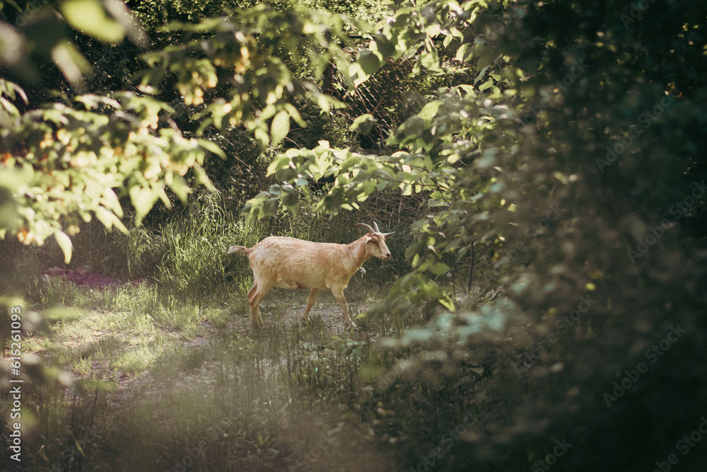 Naklejka premium Serene Stroll: A Lone Goat Wandering Through a Sunlit Forest Glade