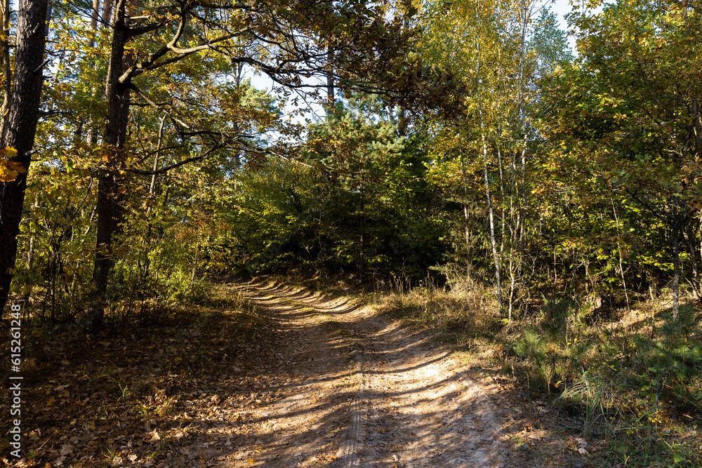 Obraz premium A road for cars in an autumn forest with trees