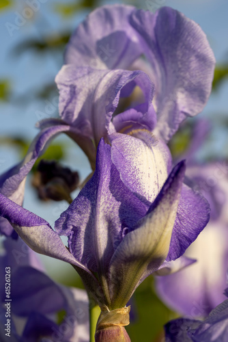 details of a beautiful iris flower during flowering in spring