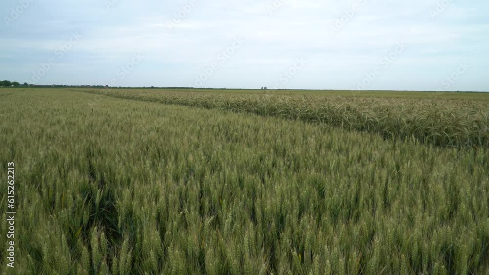 Agricultural landscape rolling view
Green wheat stalks blow in the wind. Natural Wheat field. Beautiful nature wheat field. Agricultural landscape rolling view
Green wheat stalks blow in the wind. Natural Wheat field. Beautiful nature wheat field.