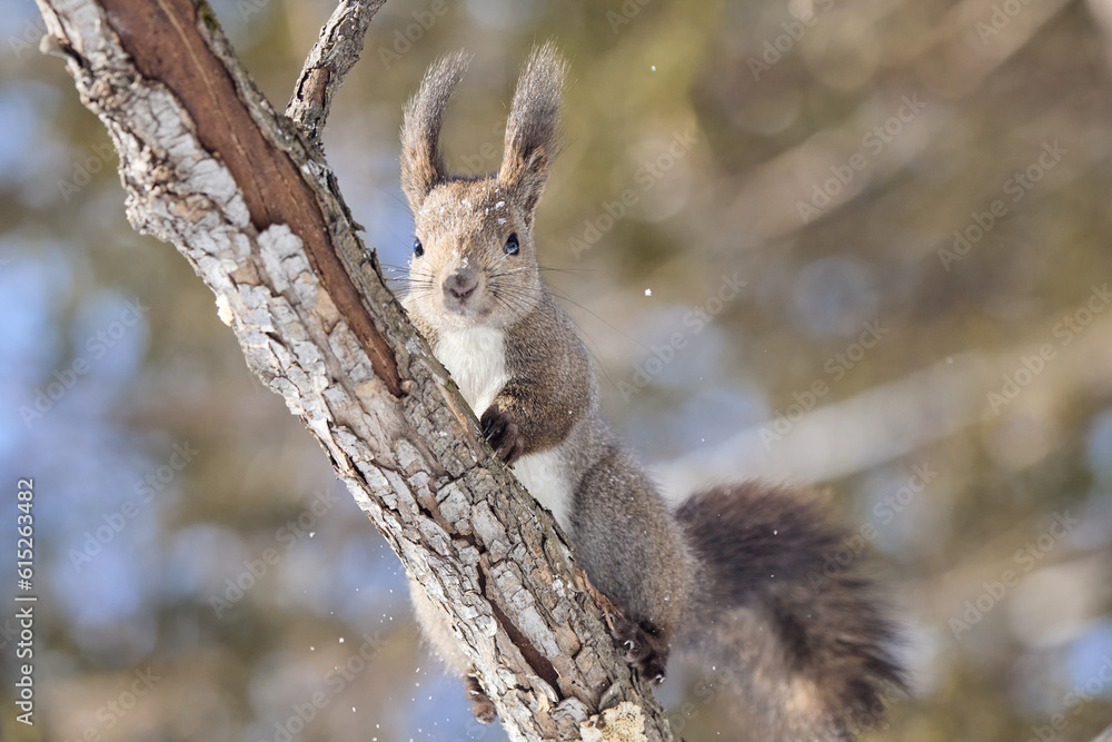 Fototapeta premium 木の上のリス