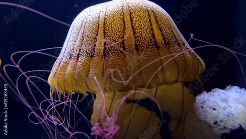 4K HD video of Sea Nettles, Chrysaora fuscescens, a common free-floating scyphozoan that lives in the East Pacific Ocean from Canada to Mexico
 photo