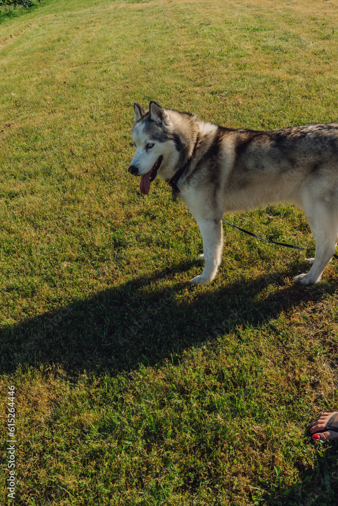 leashed siberian husky standing on grass near human