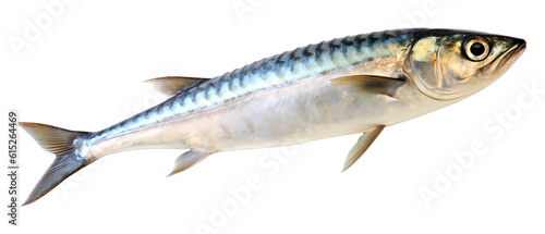 Mackerel fish isolated - Generative AI photo