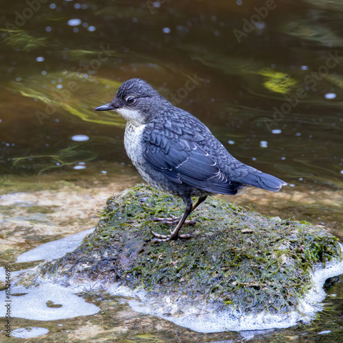 Juvenile dipper in the stream © Robert L Parker