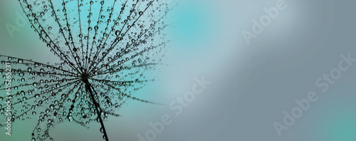 flower fluff , dandelion seed with dew dops - beautiful macro photography wit...