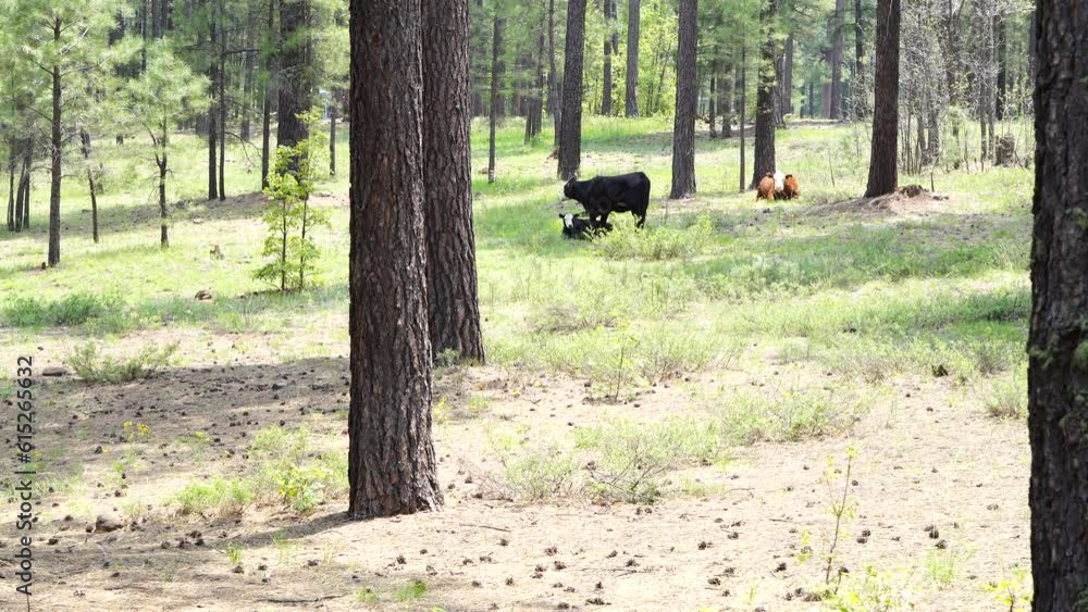 Domestic Cows grazing in Coconino National Forest in Norther Arizona, America, USA. Domestic Cows grazing in Coconino National Forest in Norther Arizona, America, USA.