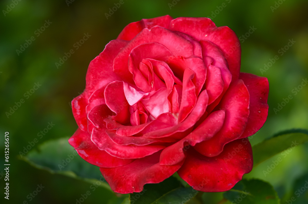 a red rose in garden