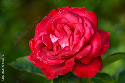 a red rose in garden
