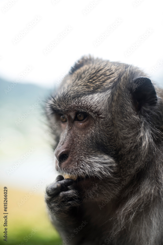 Fototapeta premium Mono Bali. Monkey Bali