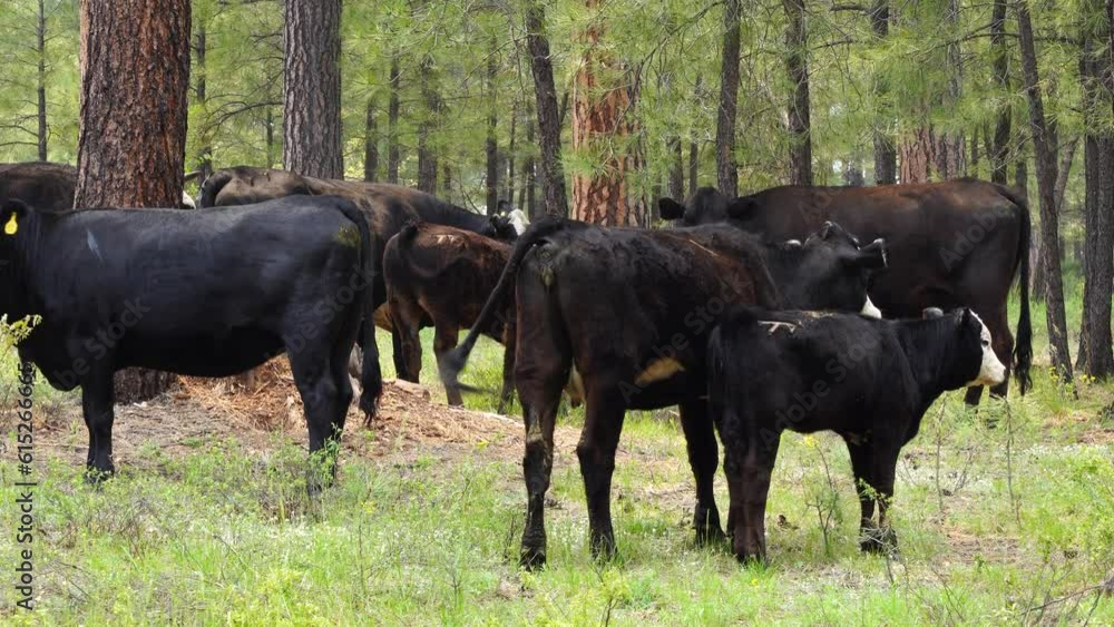 Domestic Cows grazing in Coconino National Forest in Norther Arizona, America, USA. Domestic Cows grazing in Coconino National Forest in Norther Arizona, America, USA.