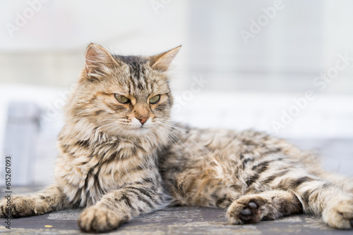 beautiful wild cat sleeps, sleep and rest animals