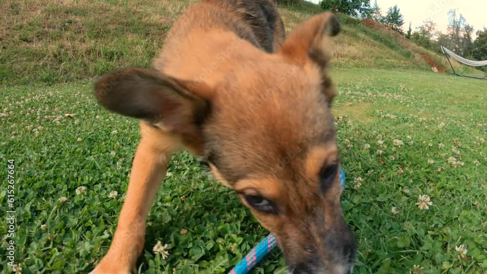 Vídeo do Stock POV, CLOSE UP Lively puppy runs and jumps around on lawn while pulling a rope