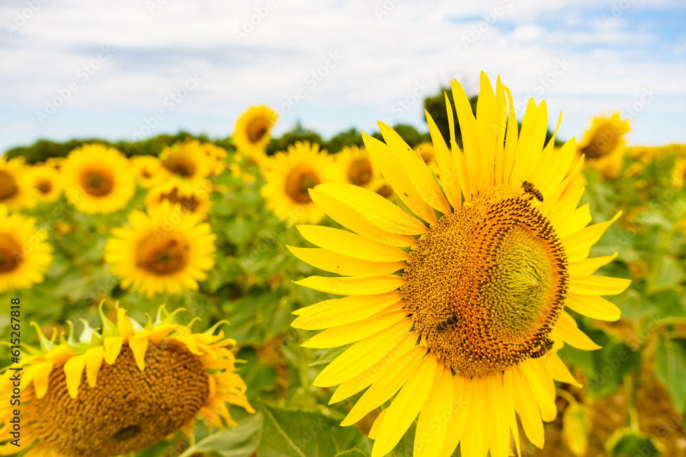 Fototapeta premium Blooming yellow sunflowers on field