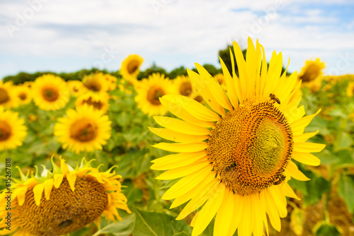 Fototapeta Naklejka Na Ścianę i Meble -  Blooming yellow sunflowers on field