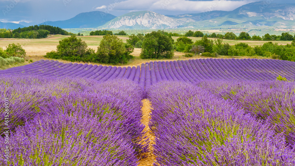 Obraz premium Provence landscape with lavender fields, France