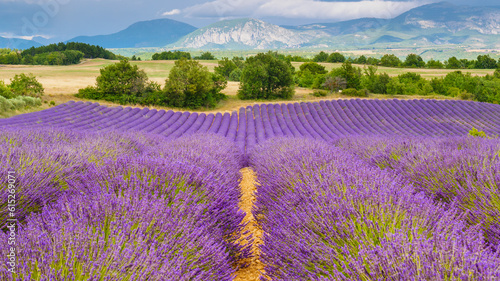 Provence landscape with lavender fields, France photo