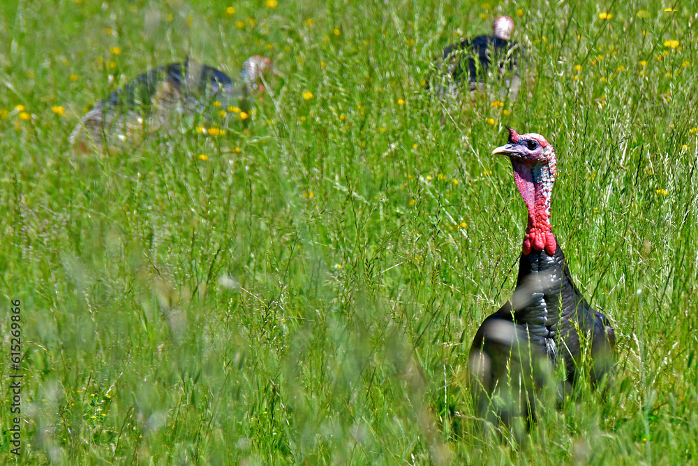 A gobbler looking for his hens. Wild turkeys in grassy meadow, San Francisco Bay Area Foothills  - obrazy, fototapety, plakaty 