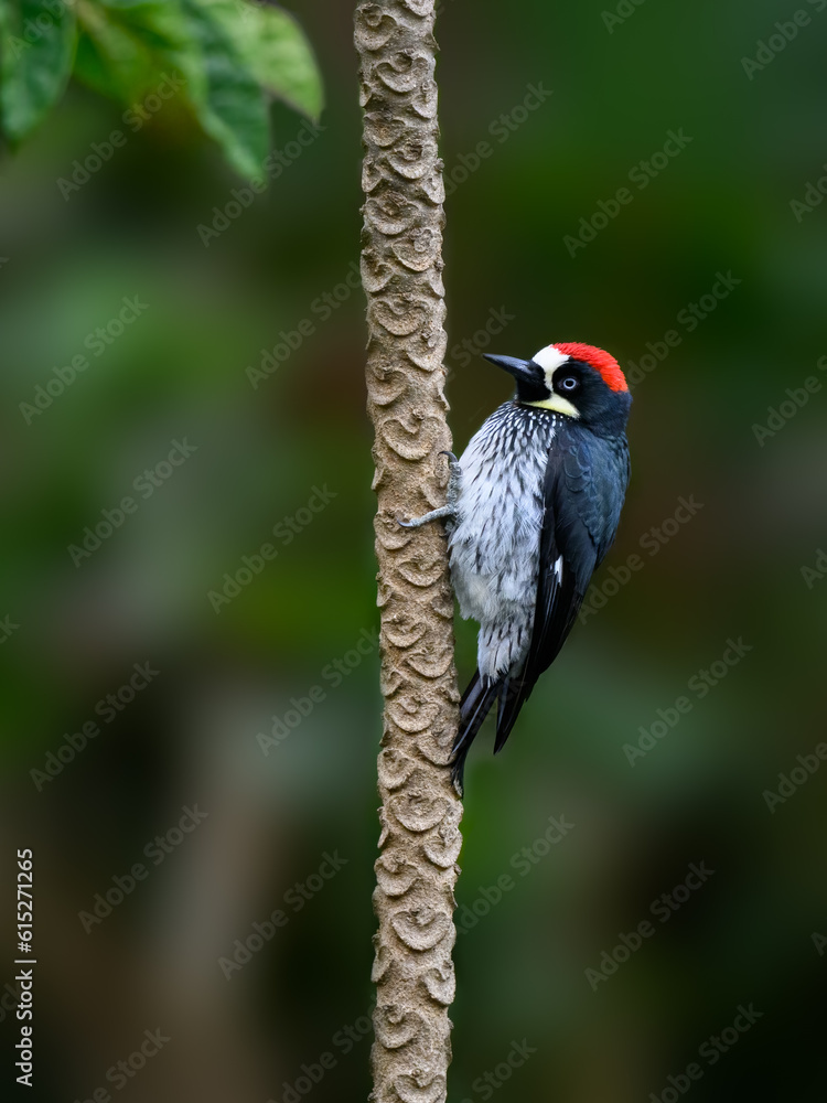 Acorn Woodpecker on mountain papaya tree trunk against green background, closeup portrait Acorn Woodpecker on mountain papaya tree trunk against green background, closeup portrait