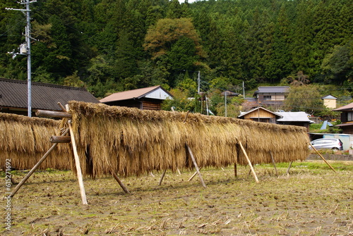 稲架掛け photo