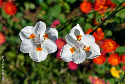 African iris, Fortnight lily or Morea iris flowers (Dietes iridioides)