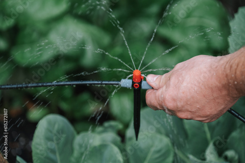 Drip hose and sprinkler in male hands in garden.Drops of water pour from a drip irrigation installation.Equipment for gardens and orchards. Irrigation equipment.