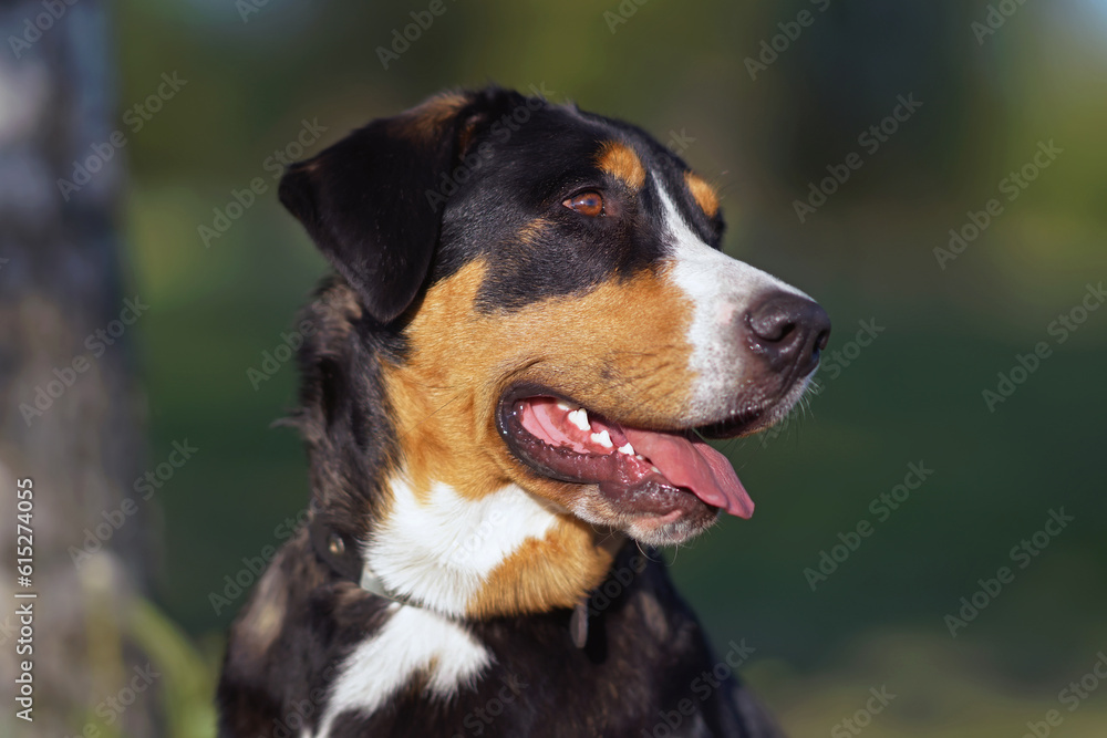 The portrait of a Greater Swiss Mountain dog with a black leather collar posing outdoors in spring The portrait of a Greater Swiss Mountain dog with a black leather collar posing outdoors in spring