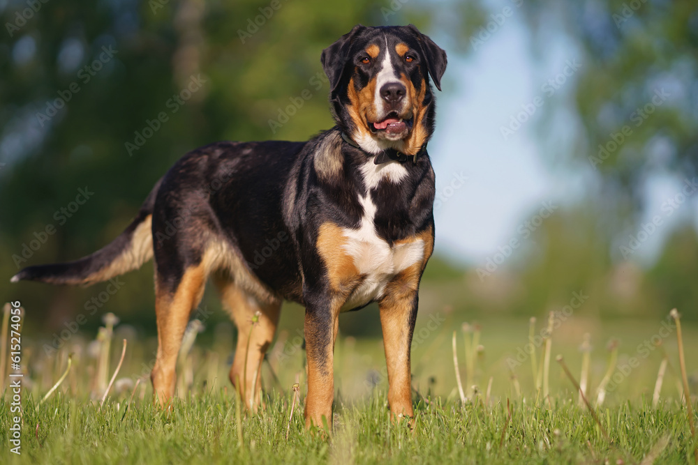 Dog Grooming Bernese Mountain Dog Fur Greater Swiss Mountain Dog